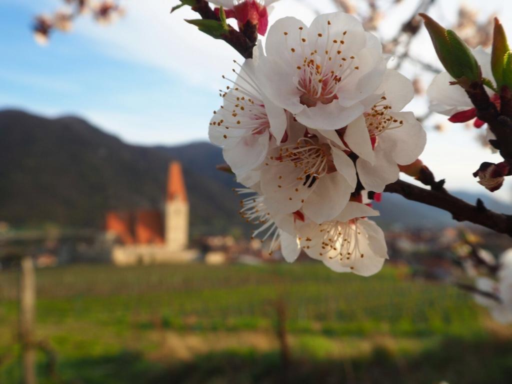 Gaestehaus Haiminger Ehemalig Schmelz Weissenkirchen in der Wachau Eksteriør bilde